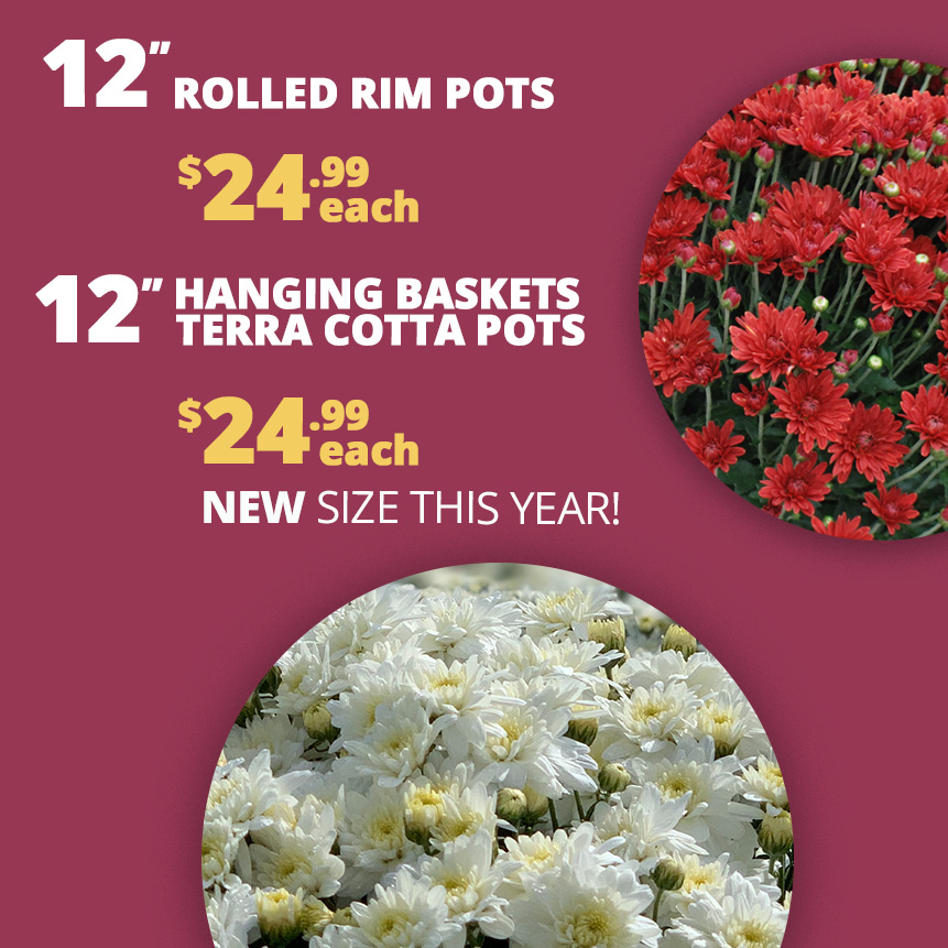Fall Mums Sale