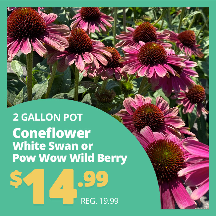 Midsummer Perennial Sale